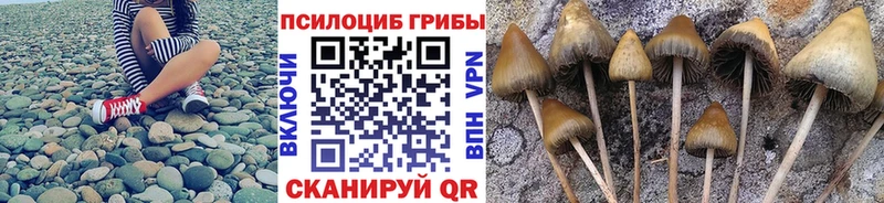 дарнет шоп Брянск Псилоцибиновые грибы мицелий